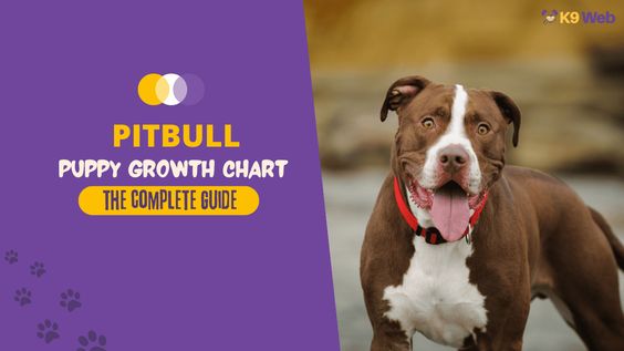 The Growth Timeline of Pitbulls